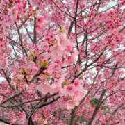 ヒメ日記 2026/04/16 17:25 投稿 ユナ【可愛い色香、甘い微笑み】 ドＭなバニーちゃん小倉店