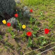 ヒメ日記 2026/03/30 14:49 投稿 なつ 素人妻御奉仕倶楽部Hip's松戸店