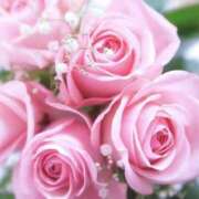 ヒメ日記 2025/11/27 00:51 投稿 みか ピンクコレクション大阪