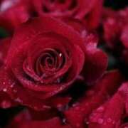 ヒメ日記 2026/01/02 19:30 投稿 みか ピンクコレクション大阪キタ店