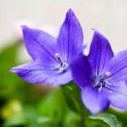 ヒメ日記 2025/10/29 18:25 投稿 るり 待ちナビ