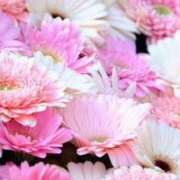 ヒメ日記 2025/11/05 08:05 投稿 るり 待ちナビ