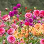 ヒメ日記 2025/11/19 14:35 投稿 るり 待ちナビ