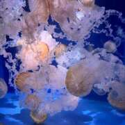 ヒメ日記 2025/10/14 00:39 投稿 神谷ことは 大人めシンデレラ 新横浜店（シンデレラグループ）