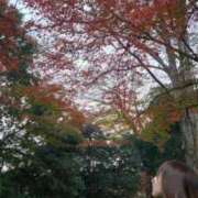 ちあき 紅葉を見てきました🍁 ルピナス