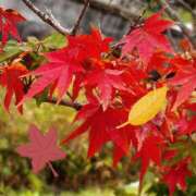 ヒメ日記 2025/11/11 12:43 投稿 Mashiro【ましろ】 Club Lumine(中津)