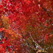 ヒメ日記 2025/11/22 21:40 投稿 Mashiro【ましろ】 Club Lumine(中津)