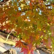 ヒメ日記 2025/11/23 11:54 投稿 Mashiro【ましろ】 Club Lumine(中津)