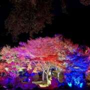 ヒメ日記 2025/11/24 18:26 投稿 Mashiro【ましろ】 Club Lumine(中津)