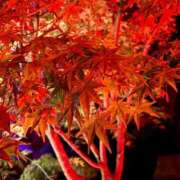 ヒメ日記 2025/11/25 12:35 投稿 Mashiro【ましろ】 Club Lumine(中津)