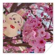 ヒメ日記 2026/03/28 16:07 投稿 Mashiro【ましろ】 Club Lumine(中津)