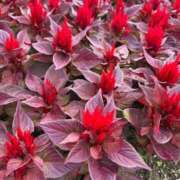 ヒメ日記 2025/11/27 18:09 投稿 みき 多治見・土岐・春日井ちゃんこ