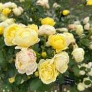 みき 疲れたー 多治見・土岐・春日井ちゃんこ