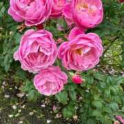 ヒメ日記 2025/12/30 17:49 投稿 みき 多治見・土岐・春日井ちゃんこ