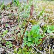 ヒメ日記 2026/03/30 09:46 投稿 矢吹 熟女の風俗最終章　鶯谷店