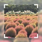 ヒメ日記 2025/10/05 19:07 投稿 南條いちか 池袋性感アロマ＆スイート ALLAMANDA -アラマンダ-