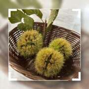 ヒメ日記 2025/10/21 21:13 投稿 南條いちか 池袋性感アロマ＆スイート ALLAMANDA -アラマンダ-