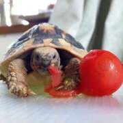 ヒメ日記 2025/12/11 23:04 投稿 みお【PREMIUM】 岡山ハイブリッドスパ　O.H.S