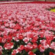 ヒメ日記 2026/04/11 18:35 投稿 まお 待ちナビ