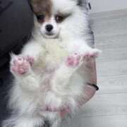 ヒメ日記 2025/10/09 05:19 投稿 ☆ぶちょう☆ Kiseki