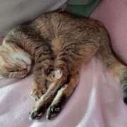 矢野まつり ※無題 色気あるワイフ