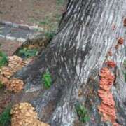 ヒメ日記 2025/10/14 15:19 投稿 コナ ドMなバニーちゃん大宮店