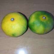 ヒメ日記 2025/10/17 09:50 投稿 コナ ドMなバニーちゃん大宮店