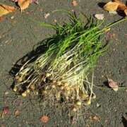 ヒメ日記 2025/11/17 20:30 投稿 コナ ドMなバニーちゃん大宮店