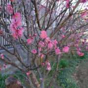 ヒメ日記 2026/02/15 18:15 投稿 コナ ドMなバニーちゃん大宮店