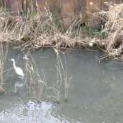 ヒメ日記 2026/02/19 12:15 投稿 コナ ドMなバニーちゃん大宮店