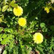 ヒメ日記 2026/03/15 12:15 投稿 コナ ドMなバニーちゃん大宮店