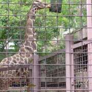 コナ 上野動物園！ ドMなバニーちゃん大宮店
