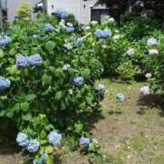 ヒメ日記 2026/06/14 12:00 投稿 コナ ドMなバニーちゃん大宮店