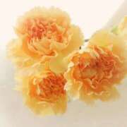 美琴 ▼次回の出勤 熟女の風俗最終章　鶯谷店