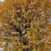 ヒメ日記 2025/12/02 17:35 投稿 ことね 奥様鉄道69 東京店