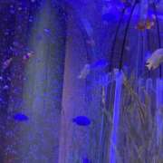 あきな 昨日はありがとうございました🌸 桜フェアリーテイル