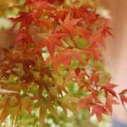 ヒメ日記 2025/11/13 19:04 投稿 なつき 厚木人妻城