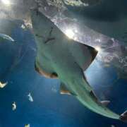 ヒメ日記 2025/11/11 02:34 投稿 ひばり★久保史緒里似の元モデル Chloe鶯谷・上野店 S級素人清楚系デリヘル