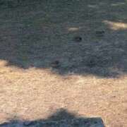 ヒメ日記 2026/03/16 12:37 投稿 柚希(ユズキ)【艶香漂う華】 美魔女コレクション別府店