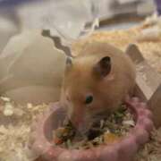 ヒメ日記 2026/01/31 08:28 投稿 とじ あふたーすくーる本店