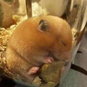 ヒメ日記 2026/02/02 08:54 投稿 とじ あふたーすくーる本店