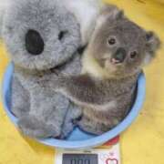 ヒメ日記 2026/02/18 21:45 投稿 とじ あふたーすくーる本店