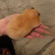 ヒメ日記 2026/03/29 19:49 投稿 とじ あふたーすくーる本店