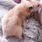 ヒメ日記 2026/04/05 08:27 投稿 とじ あふたーすくーる本店