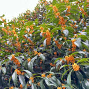 ヒメ日記 2025/11/18 07:07 投稿 ぽぽ ハピネス東京