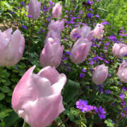 ヒメ日記 2025/12/12 05:57 投稿 ぽぽ ハピネス東京