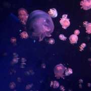 ヒメ日記 2026/01/22 07:07 投稿 ぽぽ ハピネス東京