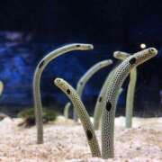 ヒメ日記 2026/02/15 09:57 投稿 ぽぽ ハピネス東京