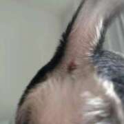 ヒメ日記 2026/02/15 23:03 投稿 みつき 秋葉原コスプレ学園in仙台