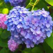 ヒメ日記 2025/10/03 19:15 投稿 新田 朱里 CASA BIANCA（カーサ・ビアンカ）